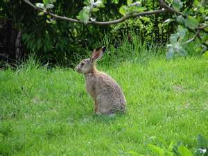 Chasser les lapins avec des furets