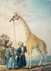 La Girafe de Chambretaud