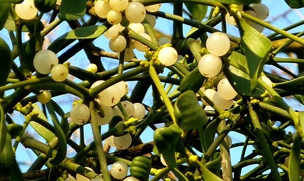 Plantes et pierres magiques, créatures et sources surnaturelles du Bocage vendéen