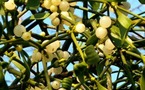 Plantes et pierres magiques, créatures et sources surnaturelles du Bocage vendéen